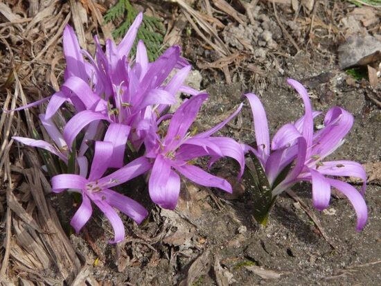 Colchicum bulbocodium- pavasara vēlziede